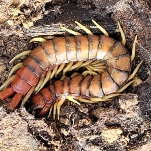 Cormocephalus aurantiipes at Bruce, ACT - 29 Jun 2022