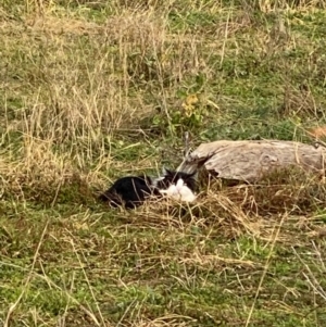 Felis catus at Hughes, ACT - 24 Jun 2022 02:31 PM