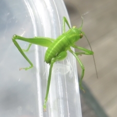 Caedicia simplex at Narrabundah, ACT - 23 Jun 2022 01:09 PM