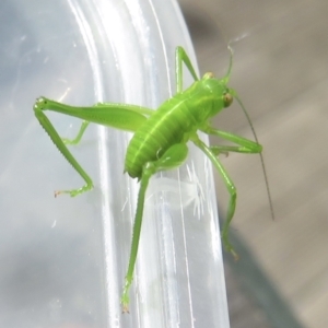 Caedicia simplex at Narrabundah, ACT - 23 Jun 2022