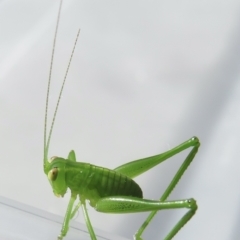 Caedicia simplex at Narrabundah, ACT - 23 Jun 2022 01:09 PM