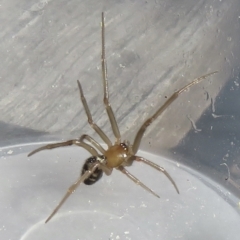 Steatoda sp. (genus) (False Redback) at Narrabundah, ACT - 19 Jun 2022 by RobParnell