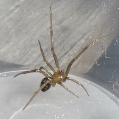 Steatoda sp. (genus) (False Redback) at Narrabundah, ACT - 19 Jun 2022 by RobParnell