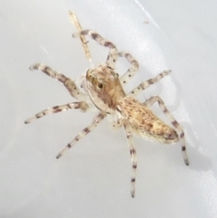 Helpis minitabunda (Threatening jumping spider) at Narrabundah, ACT - 16 Jun 2022 by RobParnell