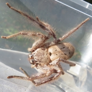 Isopeda sp. (genus) at Narrabundah, ACT - 4 Jun 2022