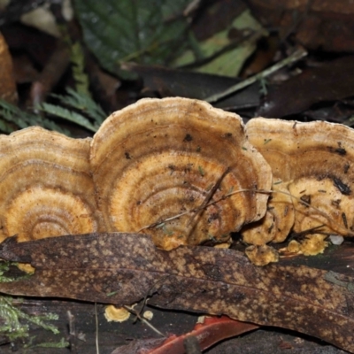 Trametes sp. at Tidbinbilla Nature Reserve - 28 Jun 2022 by TimL