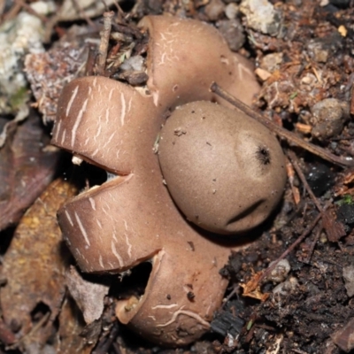 Geastrum sp. (genus) (An earthstar) at Paddys River, ACT - 28 Jun 2022 by TimL
