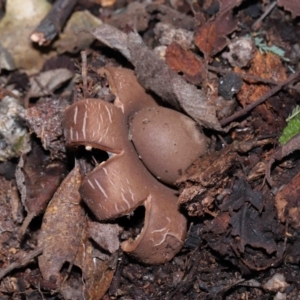 Geastrum sp. at Paddys River, ACT - 28 Jun 2022