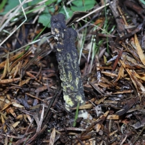 Drechmeria gunnii at Paddys River, ACT - suppressed