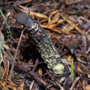 Drechmeria gunnii at Paddys River, ACT - suppressed