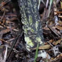 Drechmeria gunnii at Paddys River, ACT - suppressed