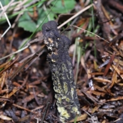 Drechmeria gunnii at Paddys River, ACT - suppressed