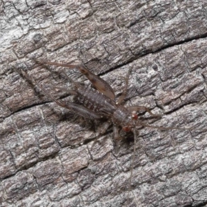 Eurepa marginipennis at Paddys River, ACT - 28 Jun 2022