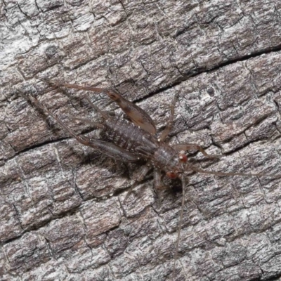 Eurepa marginipennis (Mottled bush cricket) at Paddys River, ACT - 28 Jun 2022 by TimL