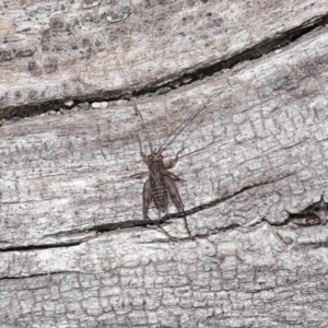 Eurepa marginipennis at Paddys River, ACT - 28 Jun 2022