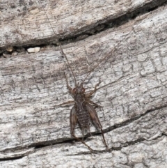 Eurepa marginipennis at Paddys River, ACT - 28 Jun 2022