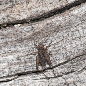 Eurepa marginipennis at Paddys River, ACT - 28 Jun 2022