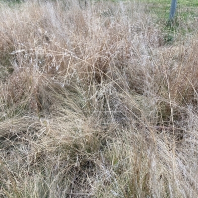 Eragrostis curvula (African Lovegrass) at Hackett, ACT - 29 Jun 2022 by waltraud