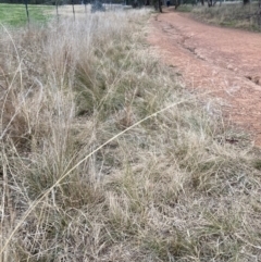 Eragrostis curvula at Hackett, ACT - 29 Jun 2022