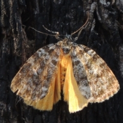 Parelictis saleuta (Mottled Footman) at Tidbinbilla Nature Reserve - 13 Feb 2022 by michaelb