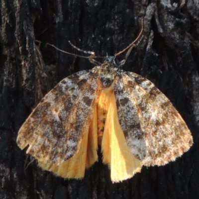 Parelictis saleuta (Mottled Footman) at Paddys River, ACT - 13 Feb 2022 by MichaelBedingfield