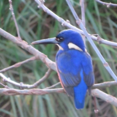 Ceyx azureus (Azure Kingfisher) at Latham, ACT - 18 Jun 2022 by Christine