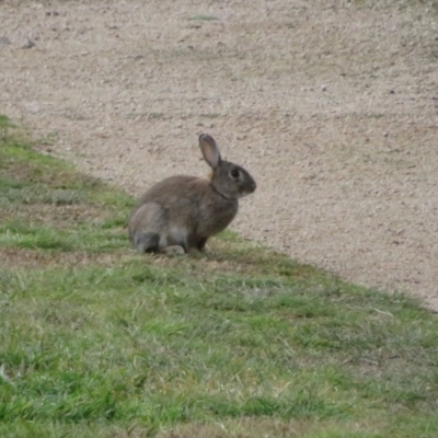 Oryctolagus cuniculus (European Rabbit) at Jerrabomberra Wetlands - 21 Jun 2022 by Christine