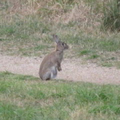 Oryctolagus cuniculus at Fyshwick, ACT - 21 Jun 2022 03:37 PM