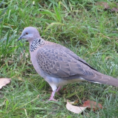 Spilopelia chinensis (Spotted Dove) at Flynn, ACT - 30 Jun 2022 by Christine