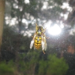 Vespula germanica (European wasp) at Flynn, ACT - 24 Jun 2022 by Christine