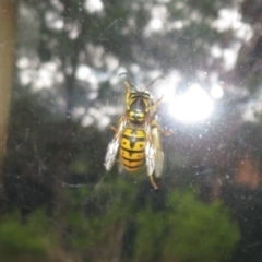 Vespula germanica (German Yellowjacket Wasp (also known as European Wasp)) at Flynn, ACT - 24 Jun 2022 by Christine