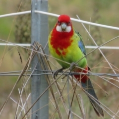 Platycercus eximius (Eastern Rosella) at Macgregor, ACT - 23 Jun 2022 by Christine