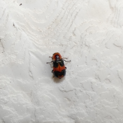 Dicranolaius concinicornis (Melyrid flower beetle) at Fraser, ACT - 24 Jan 2022 by Amata