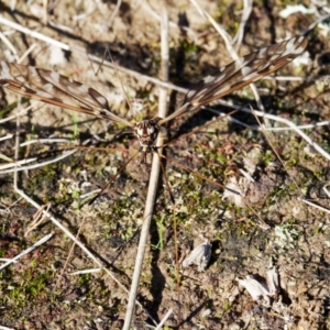 Ischnotoma (Ischnotoma) eburnea at Forde, ACT - 27 Jun 2022