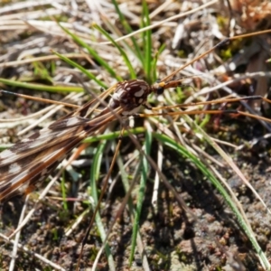 Ischnotoma (Ischnotoma) eburnea at Forde, ACT - 27 Jun 2022