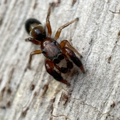 Judalana lutea (Judy and Alans Yellow Ant-mimicking Jumping Spider) at Jerrabomberra, NSW - 30 Jun 2022 by SteveBorkowskis