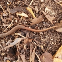 Saproscincus mustelinus (Weasel Skink) at Weston, ACT - 30 Jun 2022 by jmcleod