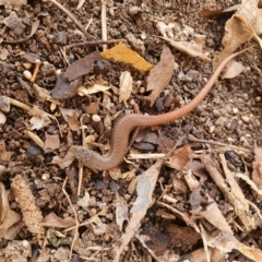 Saproscincus mustelinus at Weston, ACT - suppressed