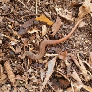 Saproscincus mustelinus at Weston, ACT - suppressed