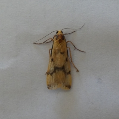 Tigrioides alterna (Alternating Footman) at Jindabyne, NSW - 13 Mar 2022 by Birdy