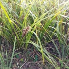 Lomandra longifolia (Spiny-headed Mat-rush, Honey Reed) at Hawker, ACT - 29 Jun 2022 by sangio7