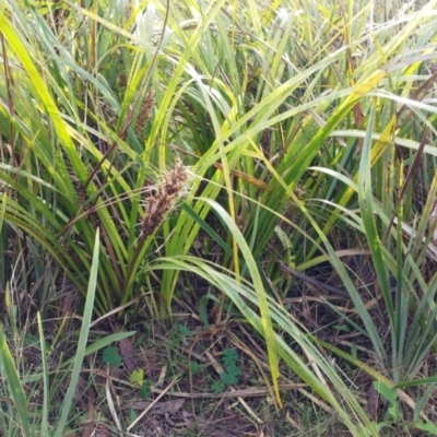 Lomandra longifolia (Spiny-headed Mat-rush, Honey Reed) at Hawker, ACT - 29 Jun 2022 by sangio7