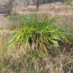 Lomandra longifolia (Spiny-headed Mat-rush, Honey Reed) at The Pinnacle - 29 Jun 2022 by sangio7