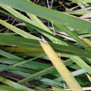 Lomandra longifolia at Hawker, ACT - 29 Jun 2022 10:03 AM