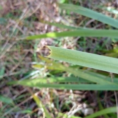 Lomandra longifolia at Hawker, ACT - 29 Jun 2022