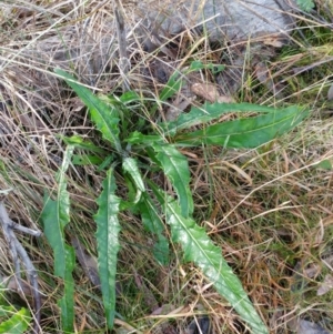 Senecio linearifolius at Hawker, ACT - 5 Jul 2022 02:27 PM