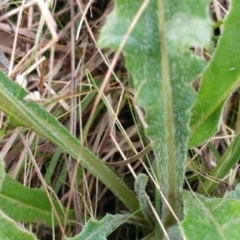 Senecio linearifolius at Hawker, ACT - 5 Jul 2022 02:27 PM