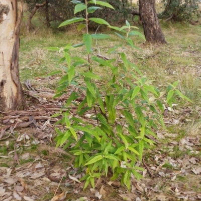 Olearia lirata (Snowy Daisybush) at Hawker, ACT - 20 Jun 2022 by sangio7