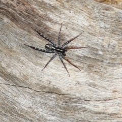 Nyssus coloripes (Spotted Ground Swift Spider) at Wodonga, VIC - 30 Jun 2022 by KylieWaldon