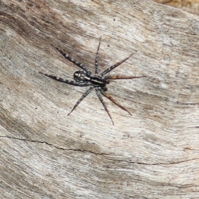 Nyssus coloripes (Spotted Ground Swift Spider) at Wodonga, VIC - 30 Jun 2022 by KylieWaldon